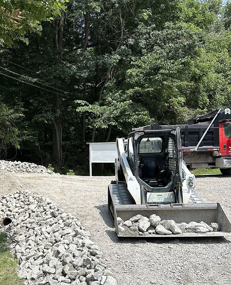 bobcat